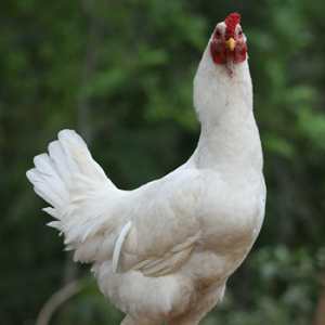 Animal Feed Analysis | Applications | DDS Calorimeters